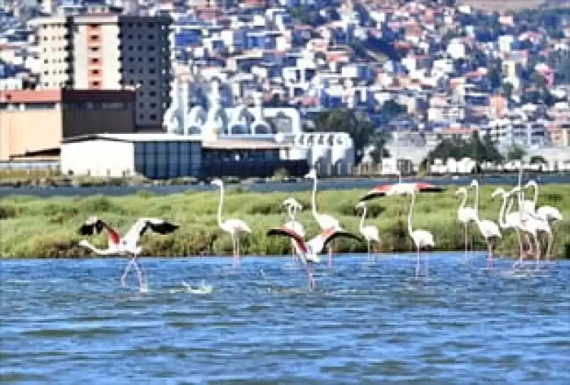 Doğaseverler Flamingo Festivali’nde Buluşacak