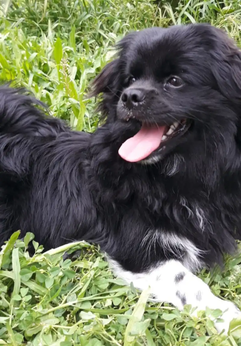 Evcil Hayvan Sahipleri İçin Kritik Uyarı: Çip Taktırmak İçin Son Gün 31 Aralık 2025